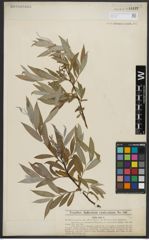 Foto von Salix alba L.